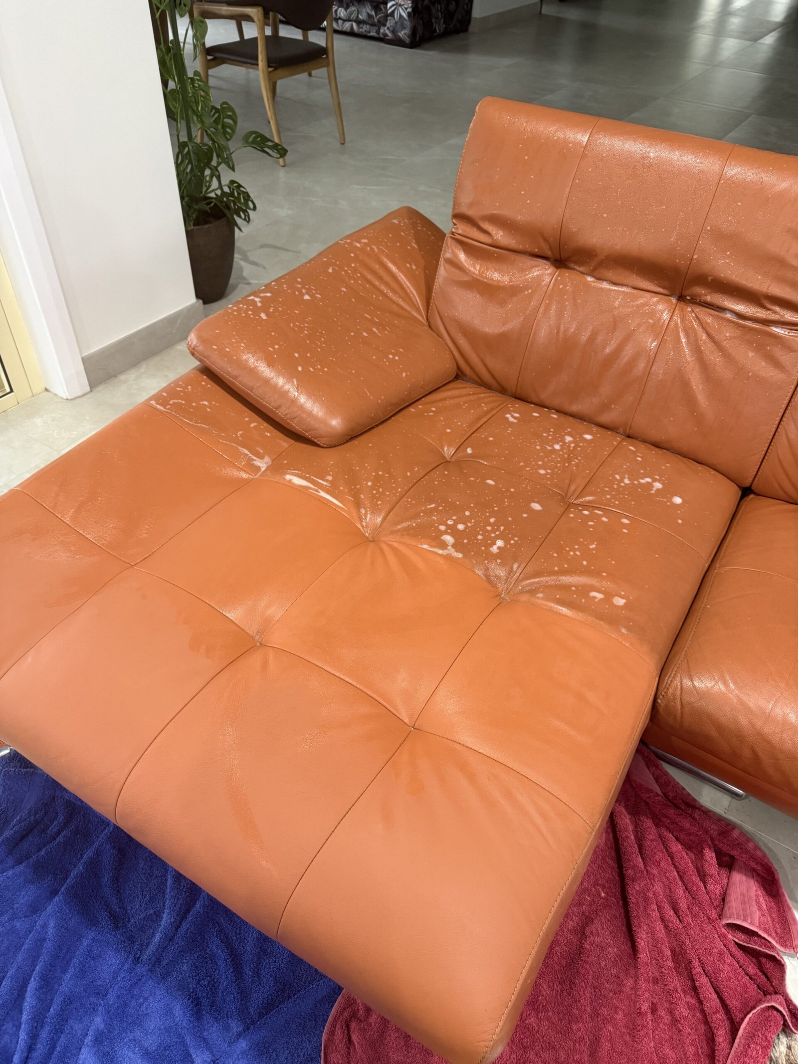 Leather sofa during deep cleaning treatment